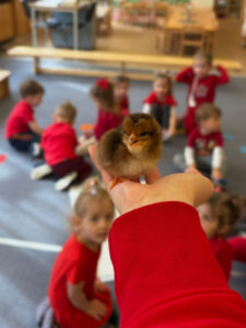 Obrázek pro příspěvek Tř. Cvrčci – Jak to bylo slepičko