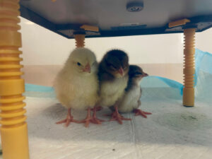 Obrázek pro příspěvek Projekt „Líhneme v MŠ“